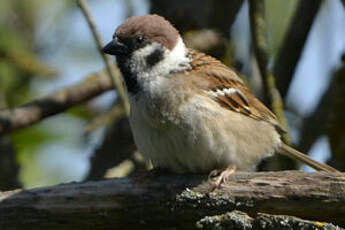 Moineau friquet