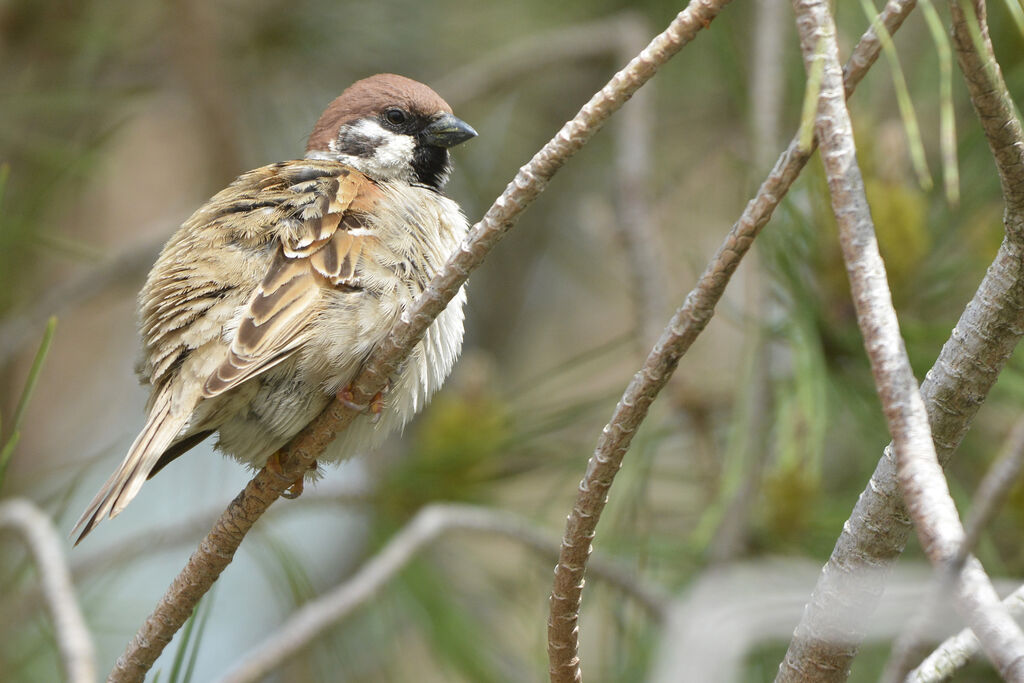 Moineau friquet, identification