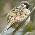 Moineau friquet