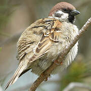 Eurasian Tree Sparrow