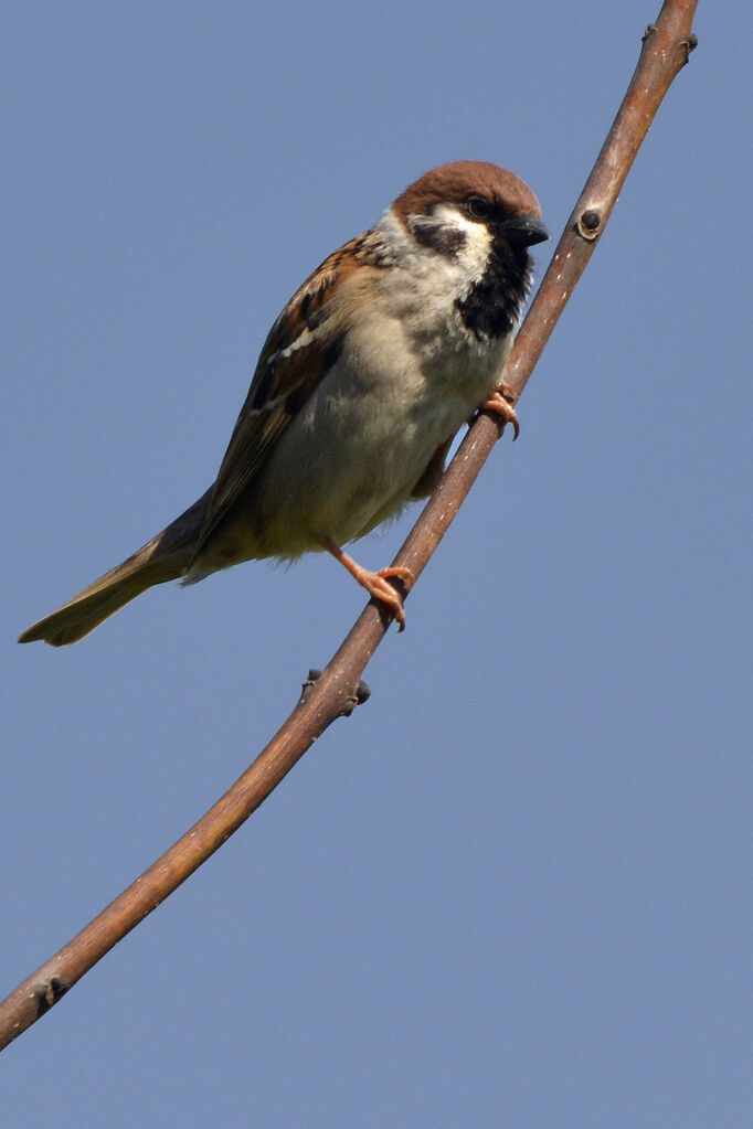 Moineau friquetadulte, identification