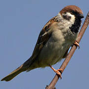 Eurasian Tree Sparrow