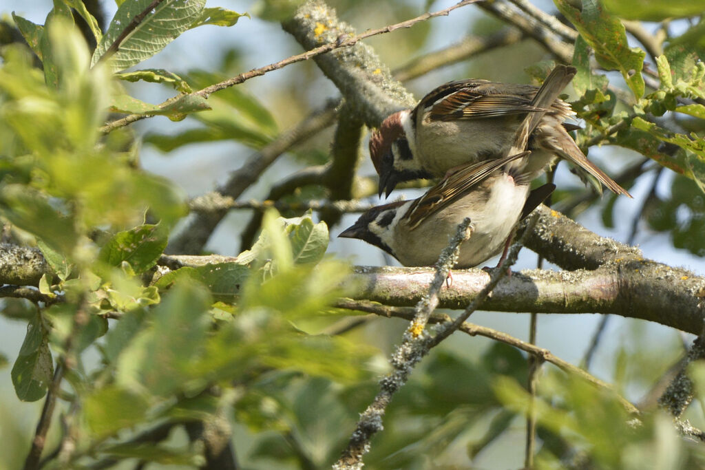 Moineau friquetadulte, accouplement.