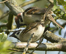 Eurasian Tree Sparrow