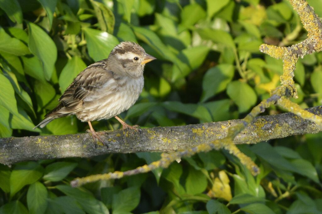 Rock Sparrowadult, identification