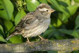 Rock Sparrow