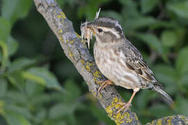 Rock Sparrow