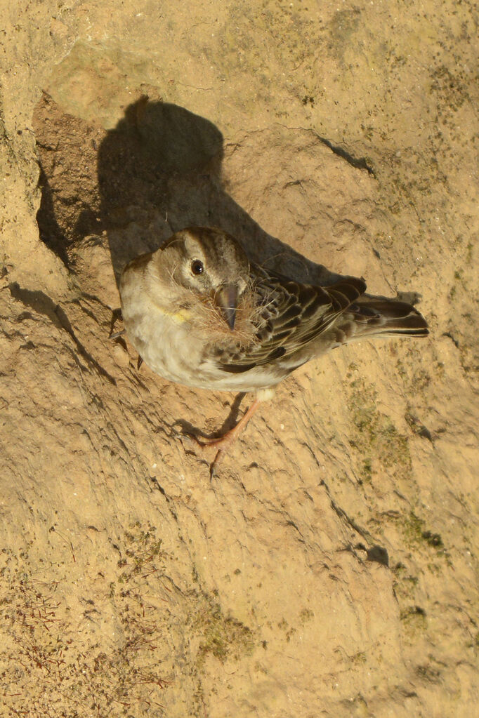 Rock Sparrowadult, Reproduction-nesting