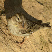 Rock Sparrow