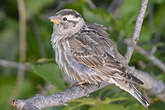 Moineau soulcie