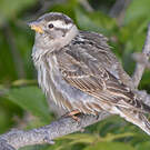 Moineau soulcie