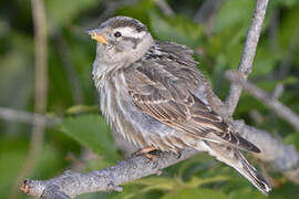 Rock Sparrow