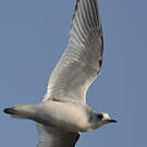 Mouette de Ross