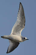 Ross's Gull