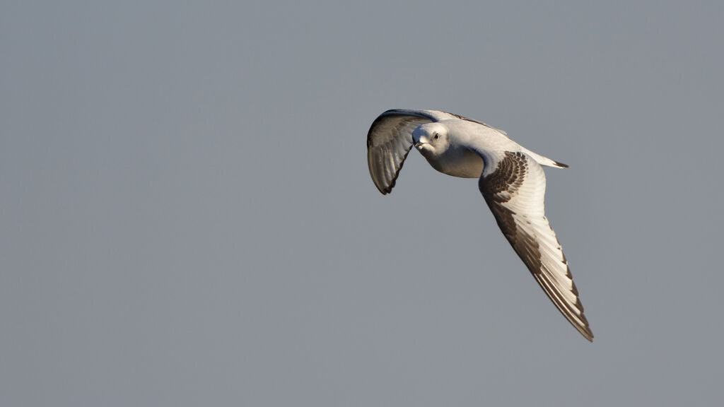 Mouette de Ross2ème année, Vol