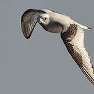 Mouette de Ross