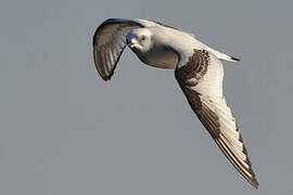 Ross's Gull