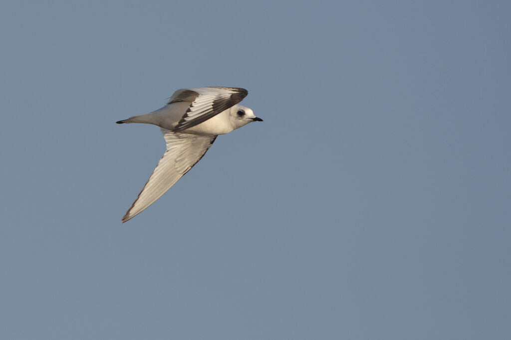 Mouette de Ross2ème année, Vol