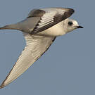 Mouette de Ross
