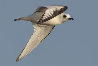 Mouette de Ross