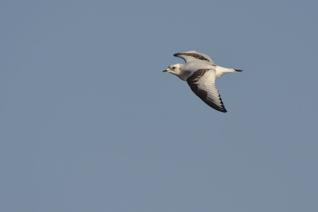 Mouette de Ross2ème année, Vol