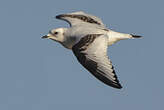 Mouette de Ross