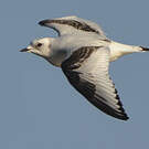 Mouette de Ross