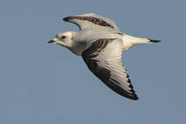 Mouette de Ross