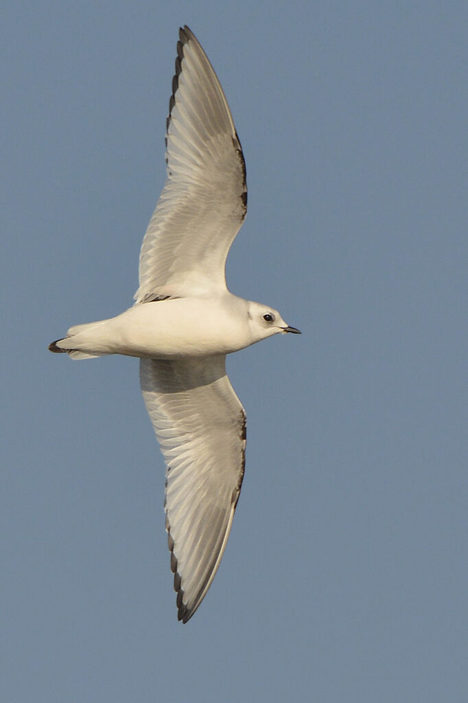 Mouette de Ross2ème année, identification