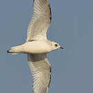 Mouette de Ross