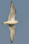 Mouette de Ross