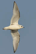 Ross's Gull