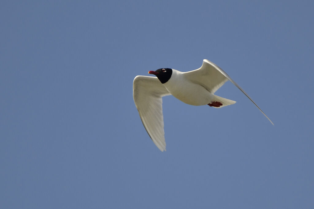 Mouette mélanocéphaleadulte nuptial, Vol