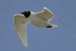 Mediterranean Gull