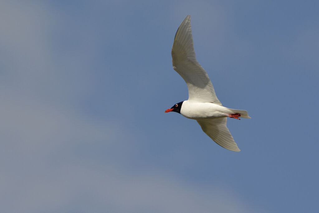 Mouette mélanocéphaleadulte nuptial, Vol