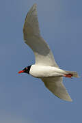 Mediterranean Gull