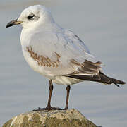 Mediterranean Gull