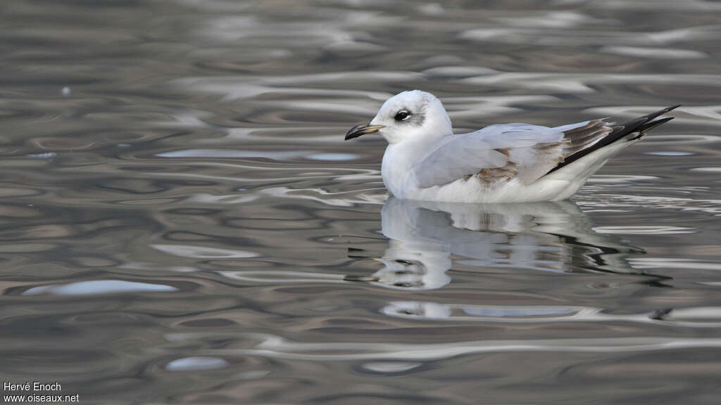 Mouette mélanocéphale2ème année, identification