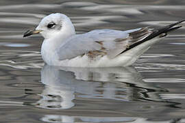 Mouette mélanocéphale