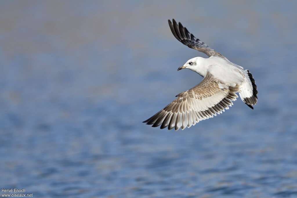 Mouette mélanocéphale2ème année, identification