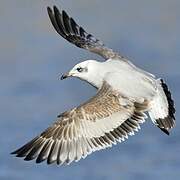 Mediterranean Gull