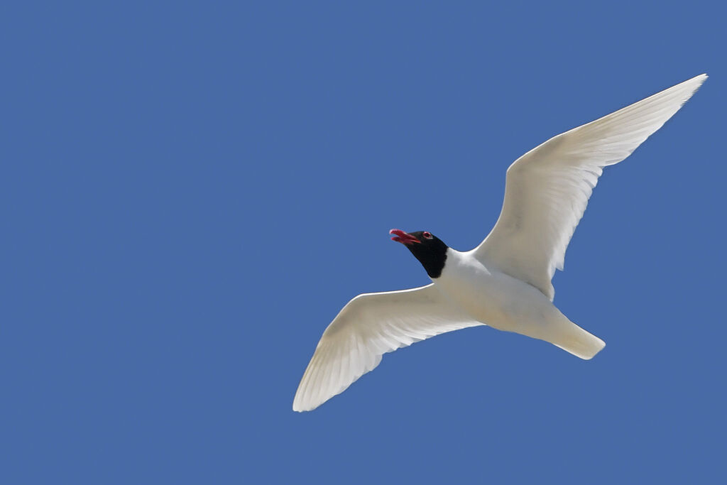 Mouette mélanocéphaleadulte nuptial, Vol