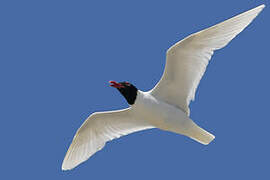 Mediterranean Gull