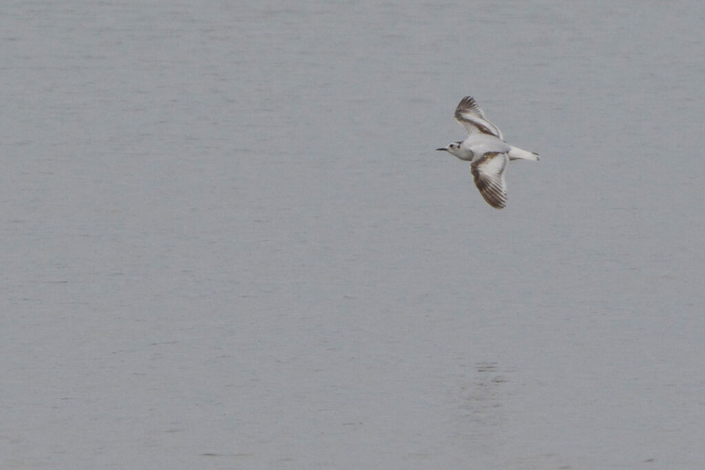 Mouette pygmée2ème année, Vol