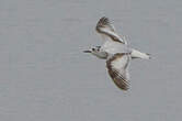 Mouette pygmée