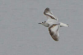 Little Gull