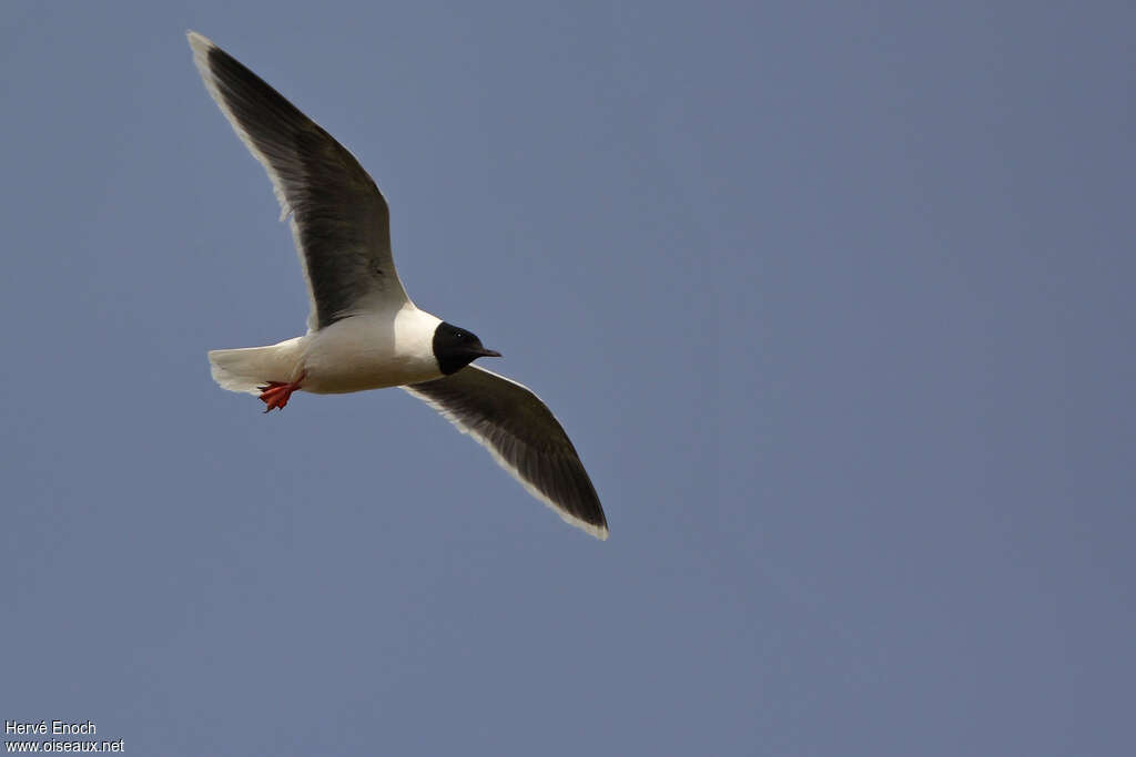 Mouette pygméeadulte nuptial, Vol