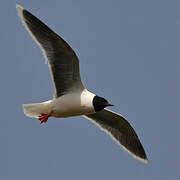 Mouette pygmée