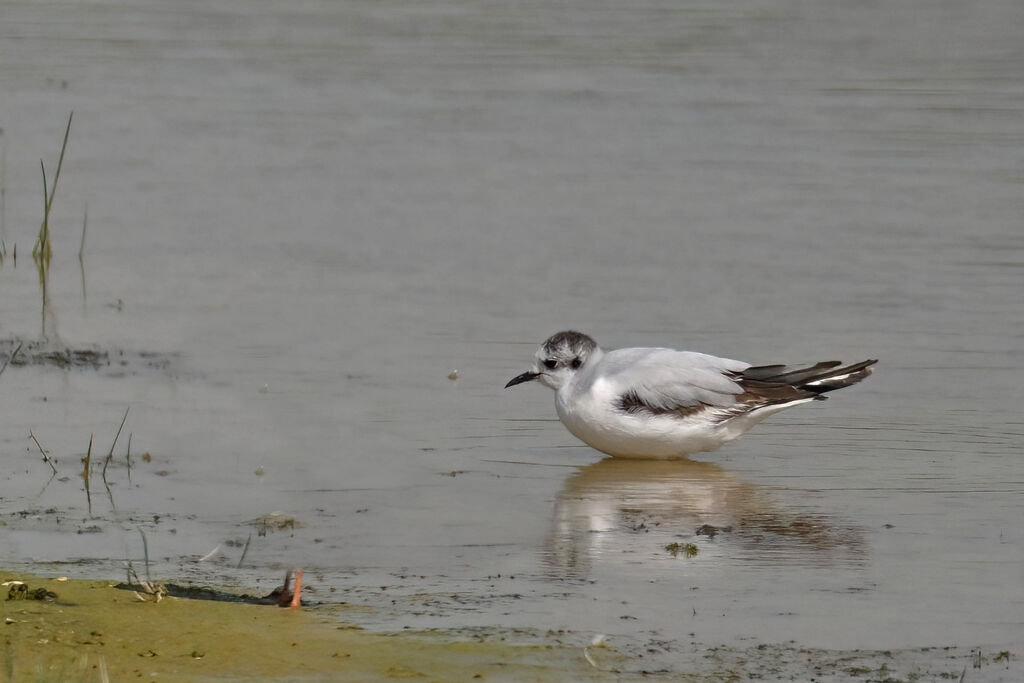 Mouette pygmée2ème année, identification