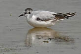 Mouette pygmée